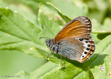 Coenonympha gardetta