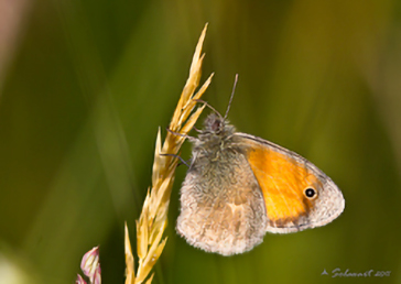 Coenonympha pamphilus
