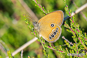 Coenonympha_oedippus