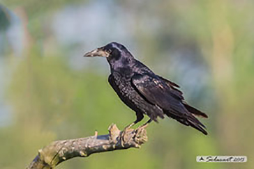 Corvus frugilegus - Corvo comune