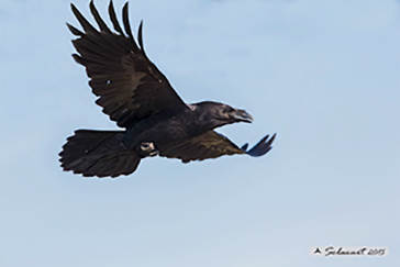 Common Raven, Corvo imperiale