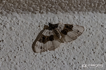Cosmorhoe ocellata