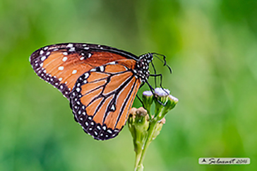 Danaus plexippus - Monarca