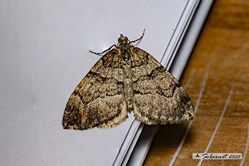 Deileptenia ribeata