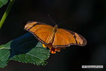 Dryas iulia - Julia Heliconian