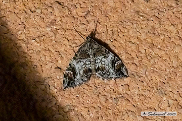 Dysstroma citrata