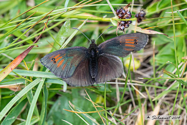 Erebia tyndarus