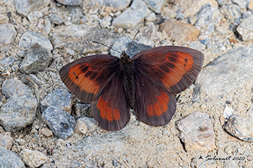 Erebia aethiopella