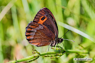 Erebia aethiops