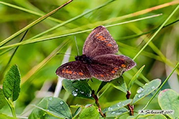 Erebia epiphron