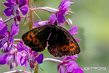 Erebia euryale