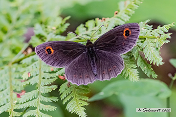 Erebia euryale ocellaris