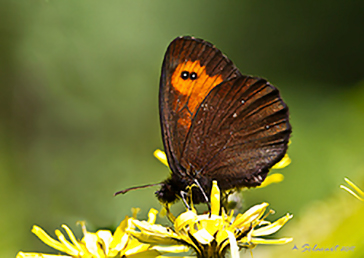 Erebia ligea