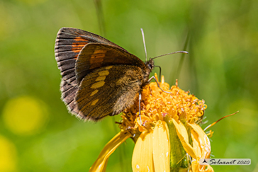 Erebia manto