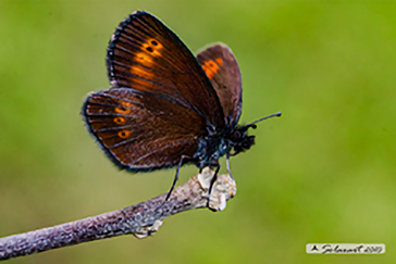 Erebia melampus