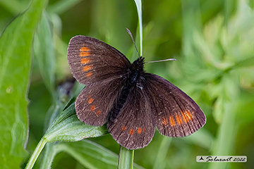Erebia melampus impunctata