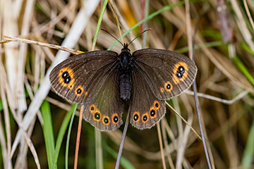Erebia meolans