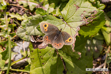 Erebia montanus