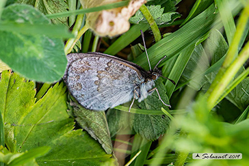 Erebia pandrose