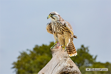 Falco lanario