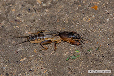 Gryllotalpa gryllotalpa