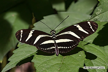 Heliconius_charitonius
