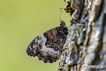 Hipparchia fagi