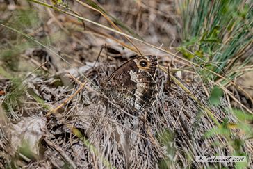 Hipparchia genava