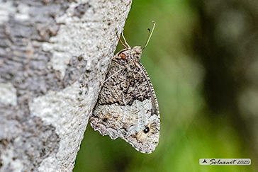 Hipparchia semele