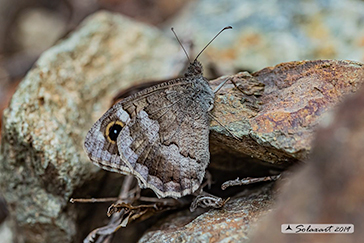 Hipparchia statilinus