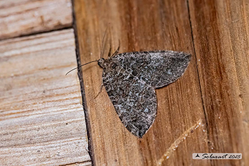 Hydriomena ruberata
