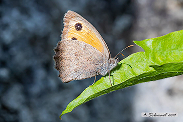 Hyponephele lycaon
