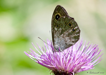 Lasiommata petropolitana