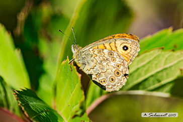 Lasiommata megera