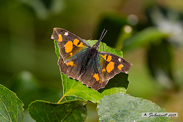 Libythea celtis