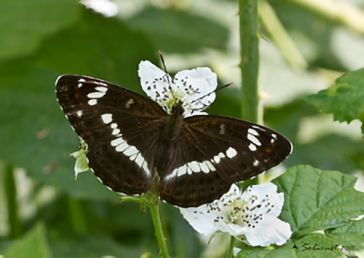 Limenitis camilla