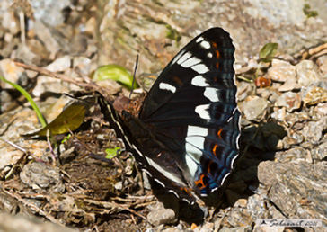 Limenitis populi