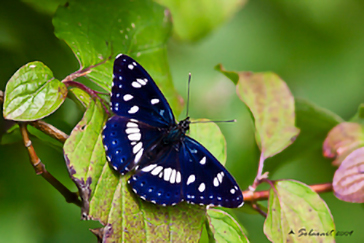 Limenitis reducta 