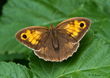 Maniola jurtina