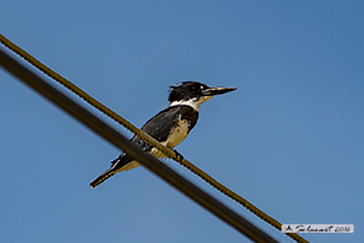 Megaceryle_alcyon-Belted_kingfisher-M