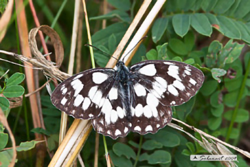 Melanargia galathea