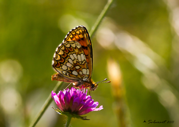 Melitaea athalia