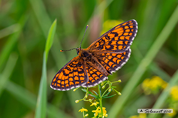 Melitaea celadussa