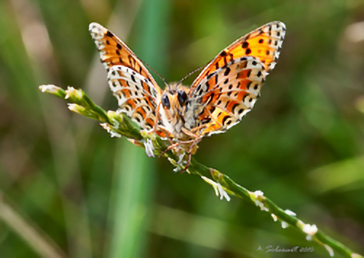 Melitaea didyma