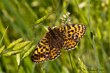 Melitaea didyma merisionalis