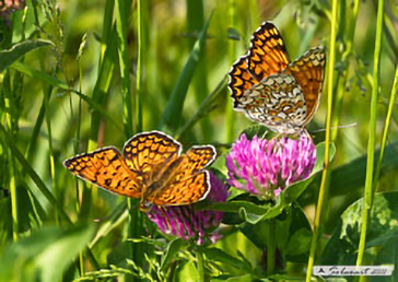 Melitaea phoebe