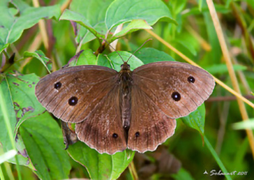 Minois dryas 