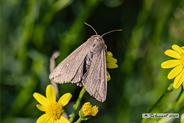 Mythimna unipuncta; white-speck moth