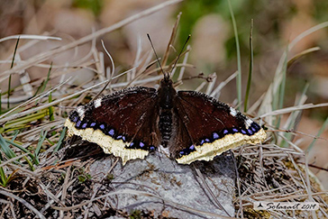 Nymphalis antiopa