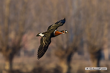 Red-breasted goose, Oca collorosso
